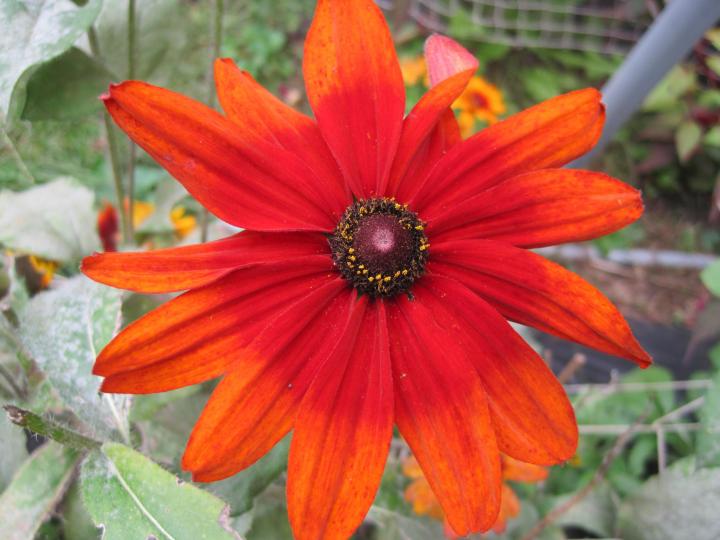 Rudbeckia 'Cherokee Sunset'